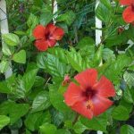 Чай каркаде Genex 80г Україна