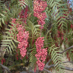 Перець рожевий горошком 1 кг