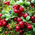 Журавлинний соус для м'ясних та інших страв Rolnik Premium Zurawina cala 300г Польща