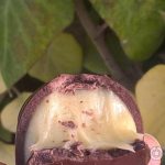 Шоколадні цукерки Фісташка Аморетто Mieszko Amoretto Pistacji 1 кг Польща