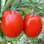 Помідори консервовані з зеленню З Бабусиною грядкою 3100 г Україна