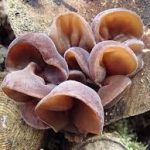 Гриби сушені Мун Asia Style 50 г Польща